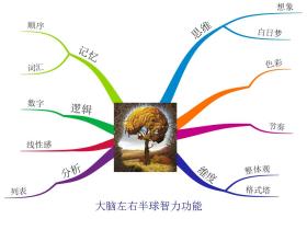 思维导图大脑左右半球智力功能